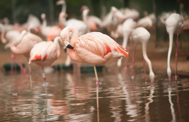 Ingresso do Parque das Aves - Foto 6